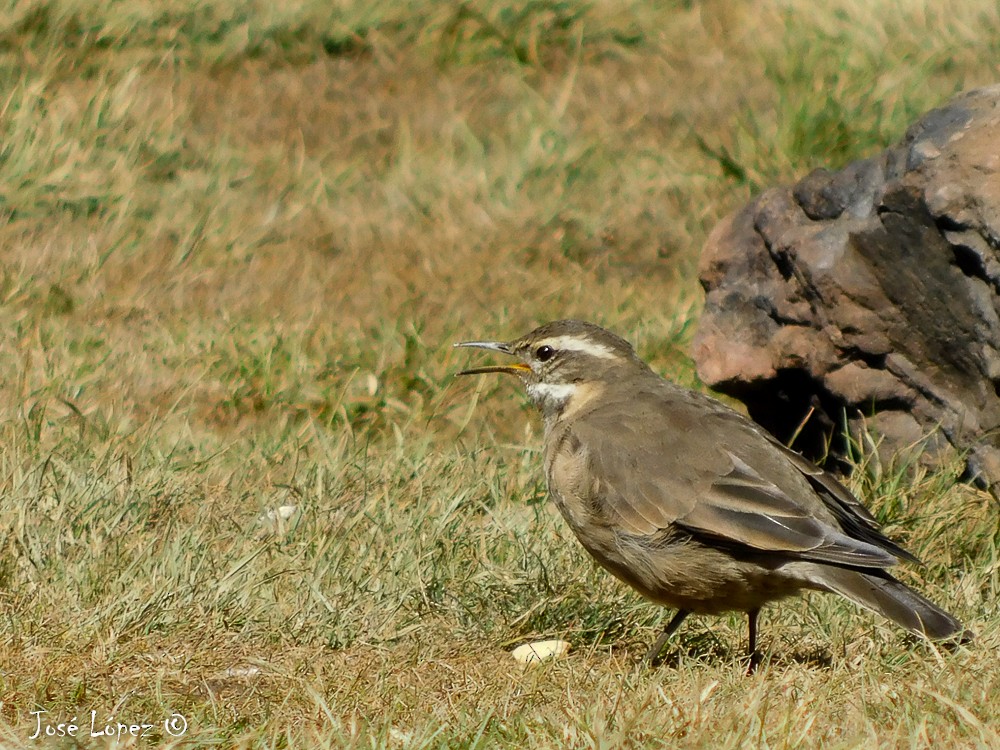 Buff-winged Cinclodes - ML50772641