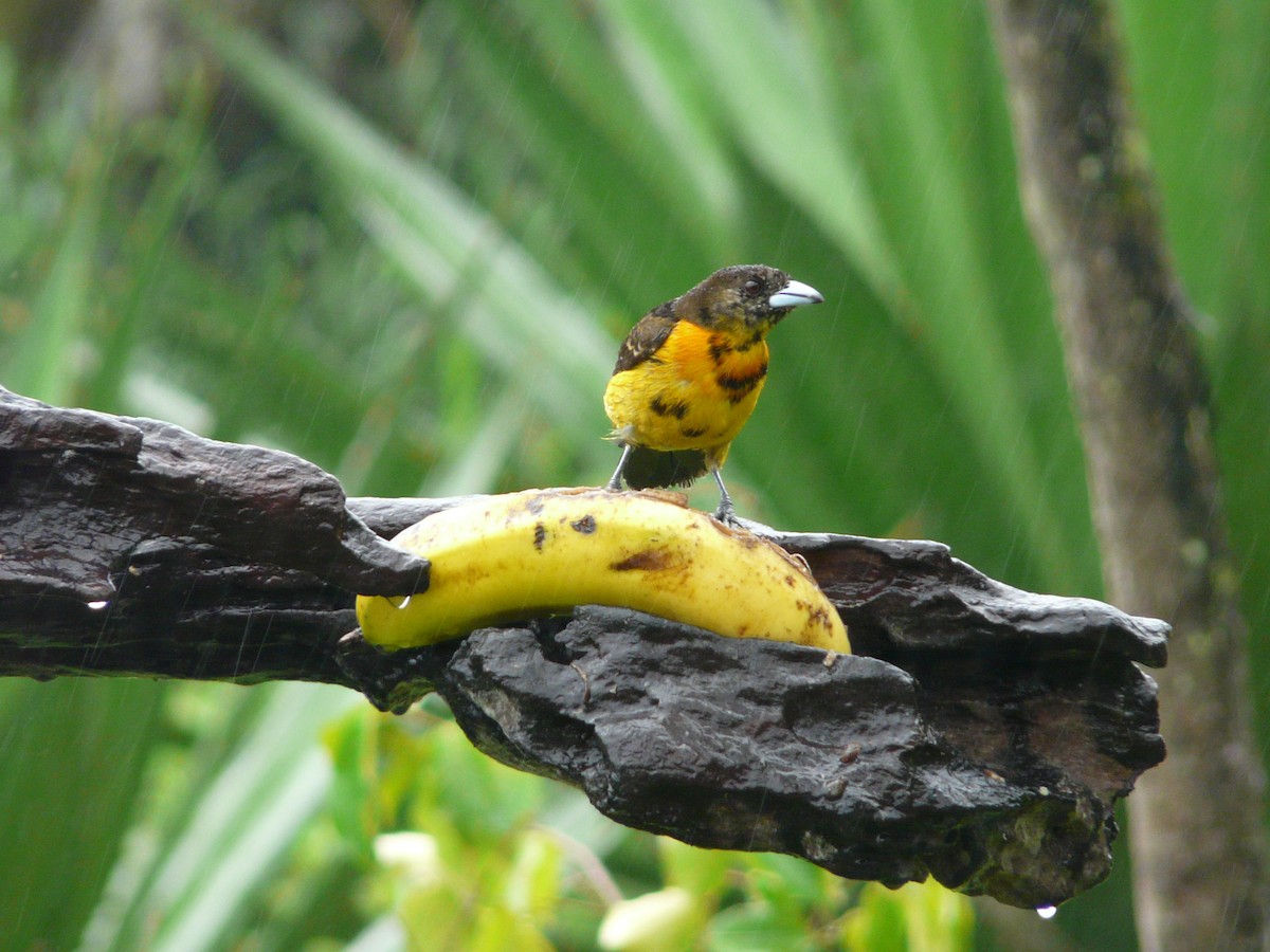 Flame-rumped Tanager (Lemon-rumped) - Bill Crins