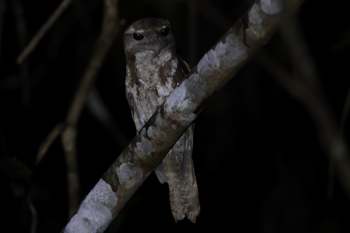 Marbled Frogmouth - ML507727381