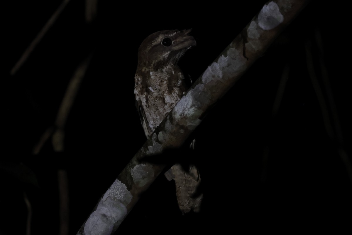 Marbled Frogmouth - ML507727391