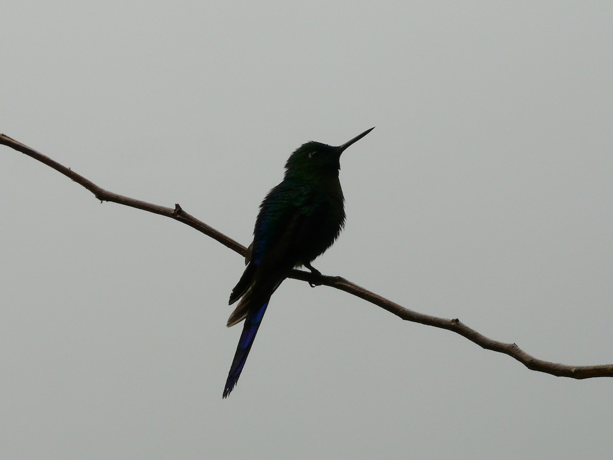 kolibřík císařský - ML50772841