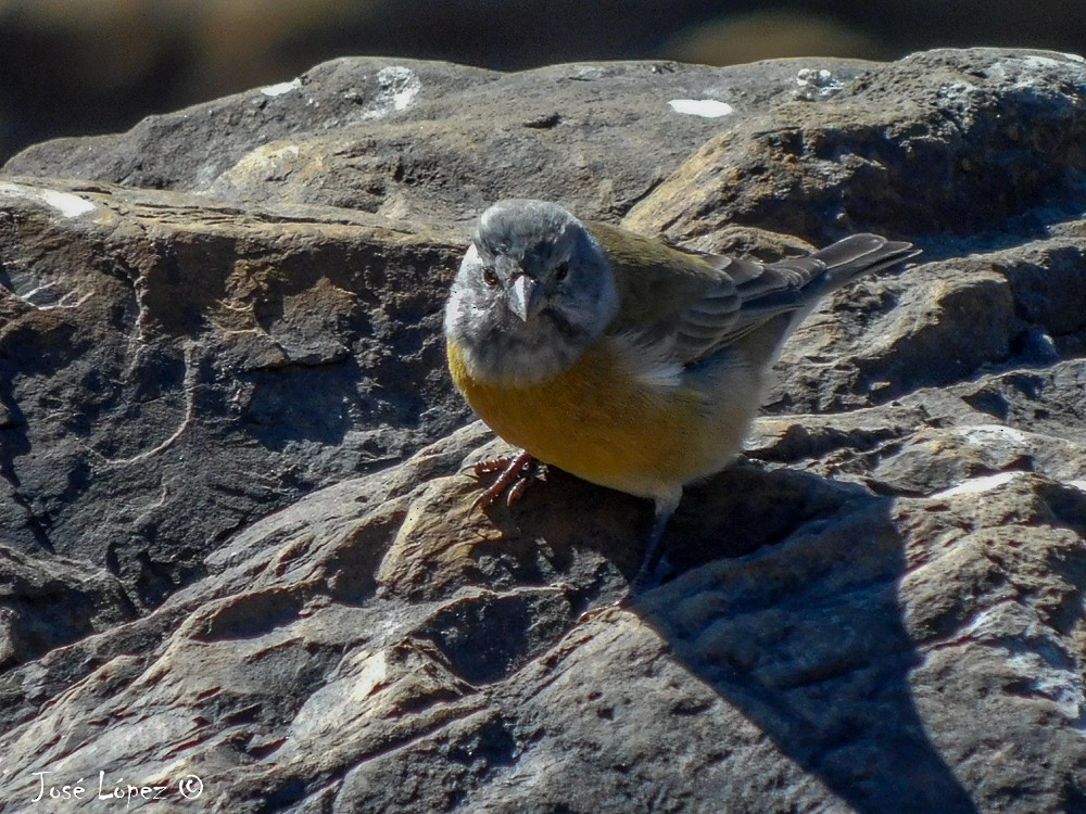 Gray-hooded Sierra Finch - ML50772851