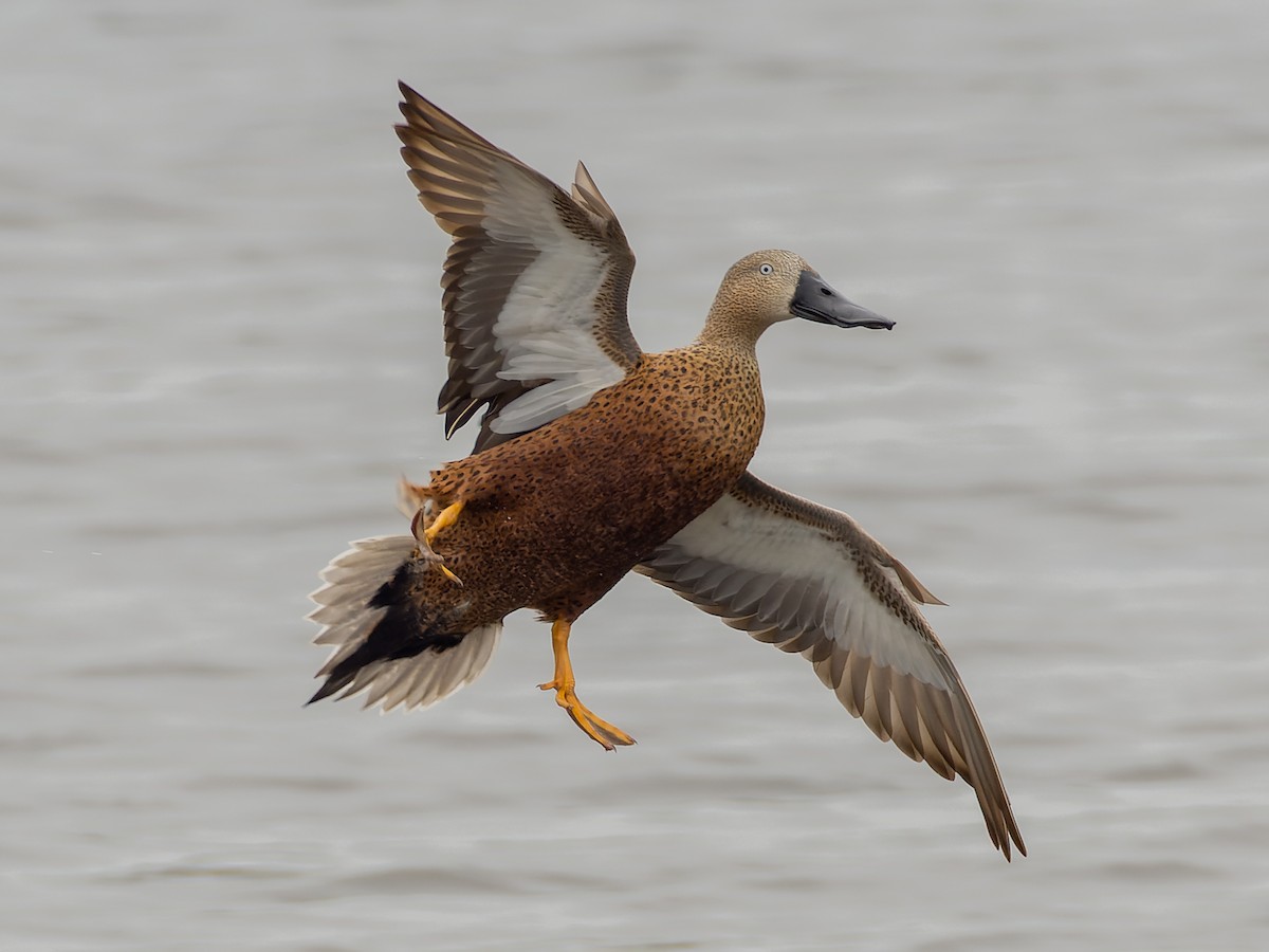 Red Shoveler - ML507728561