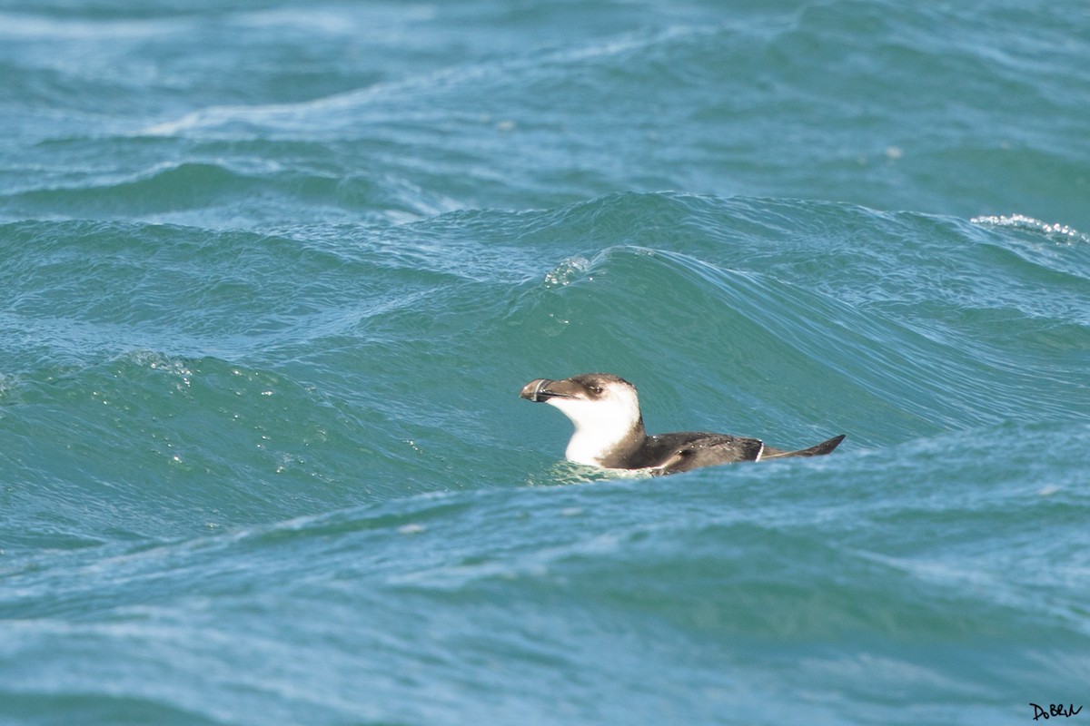 Razorbill - ML507728921