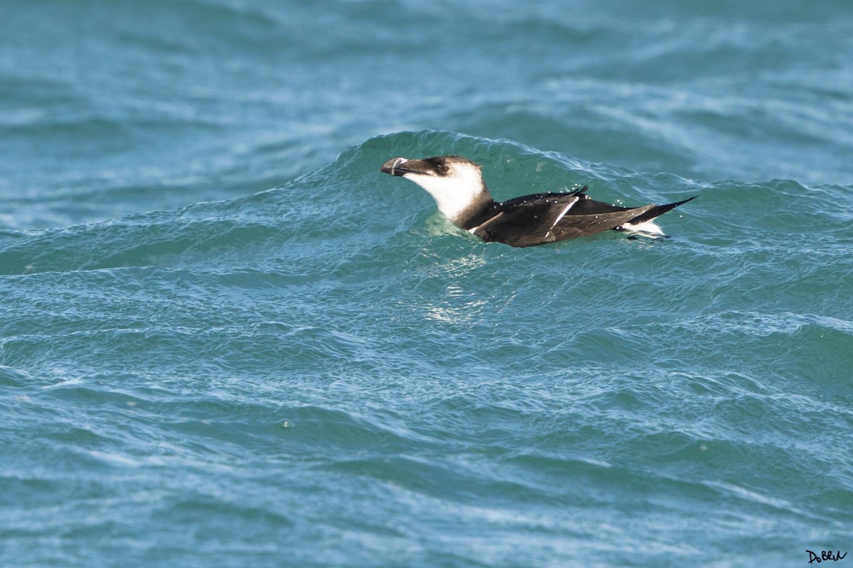 Razorbill - ML507728931