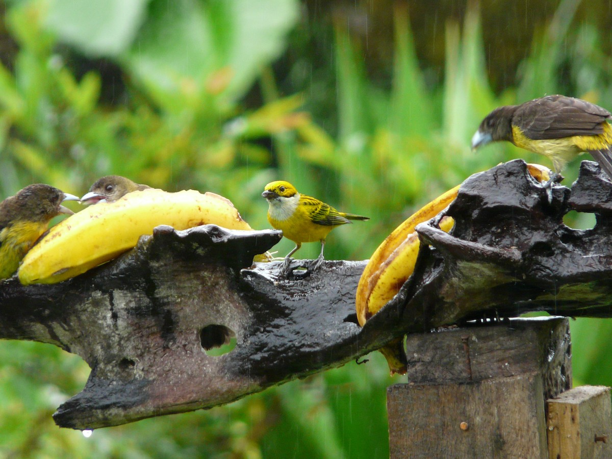 Silver-throated Tanager - ML50772921