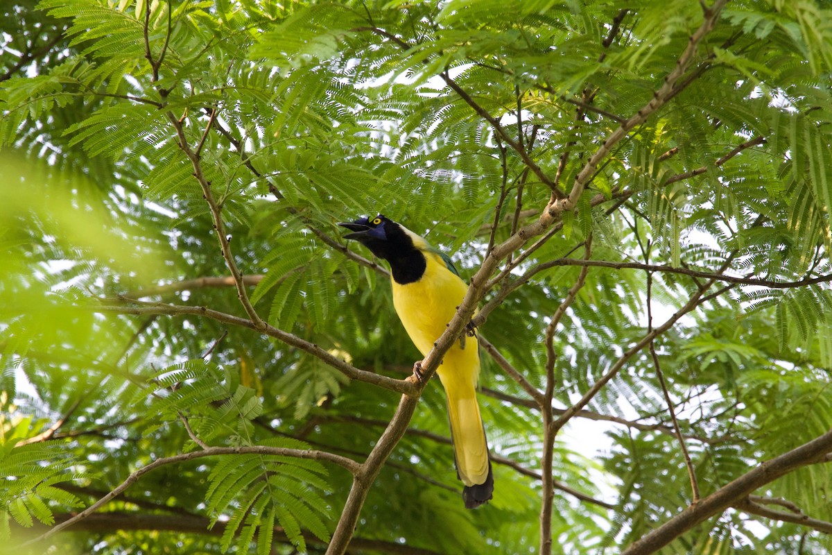 Green Jay - ML507729671