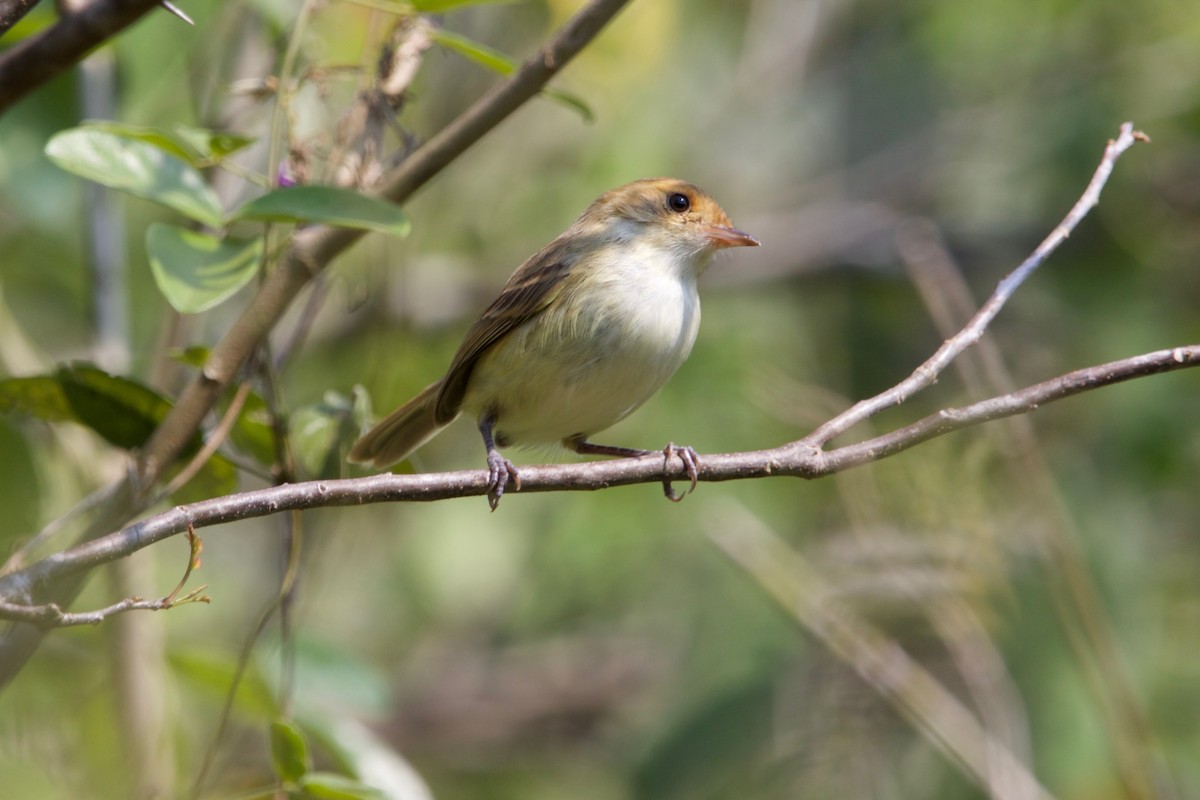 Fulvous-faced Scrub-Tyrant - ML507729731