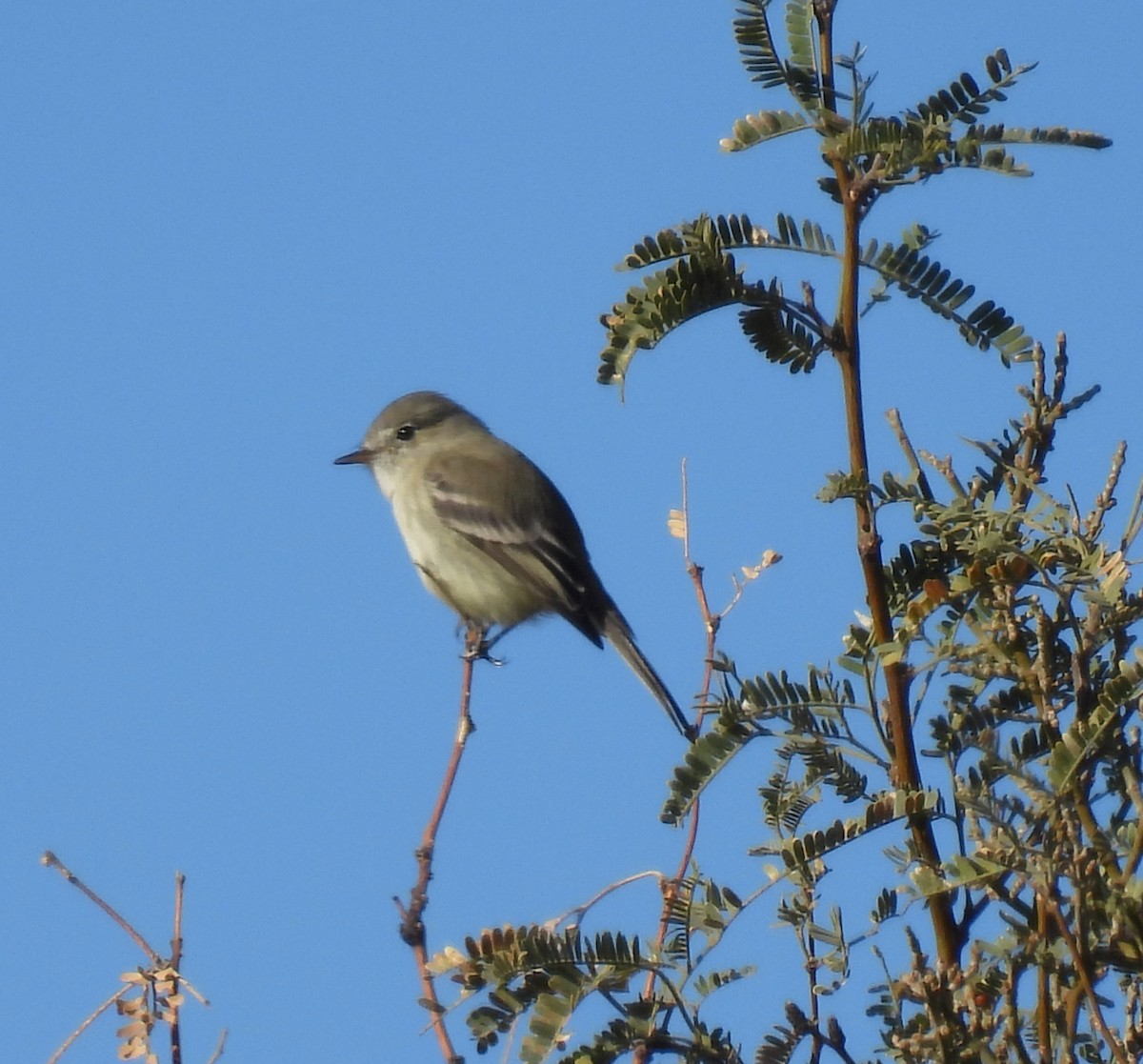 Gray Flycatcher - ML507729991