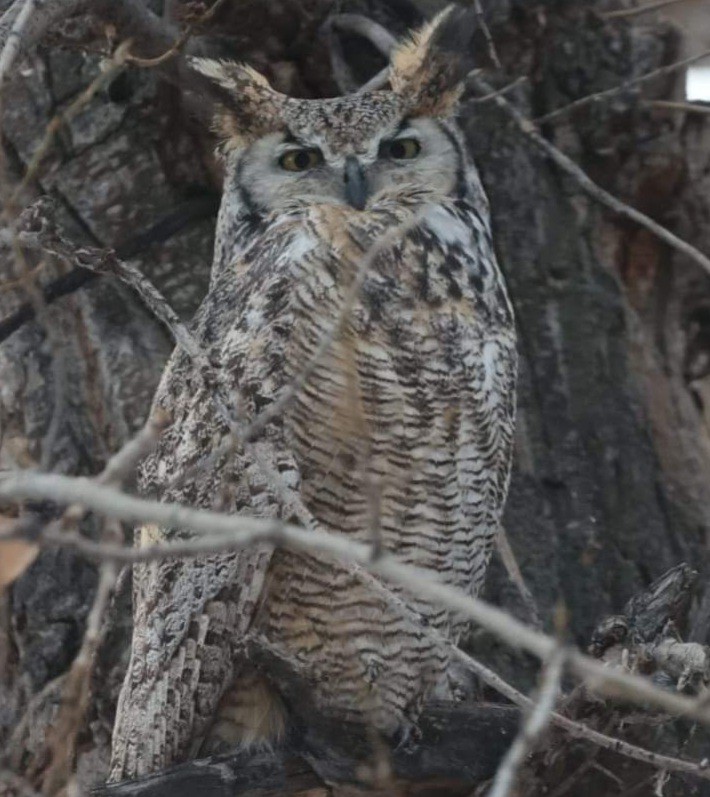 Great Horned Owl - ML507730121