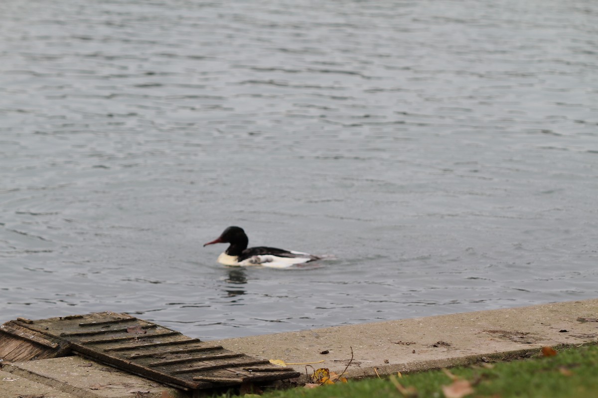 Common Merganser - Stephen B. Brown