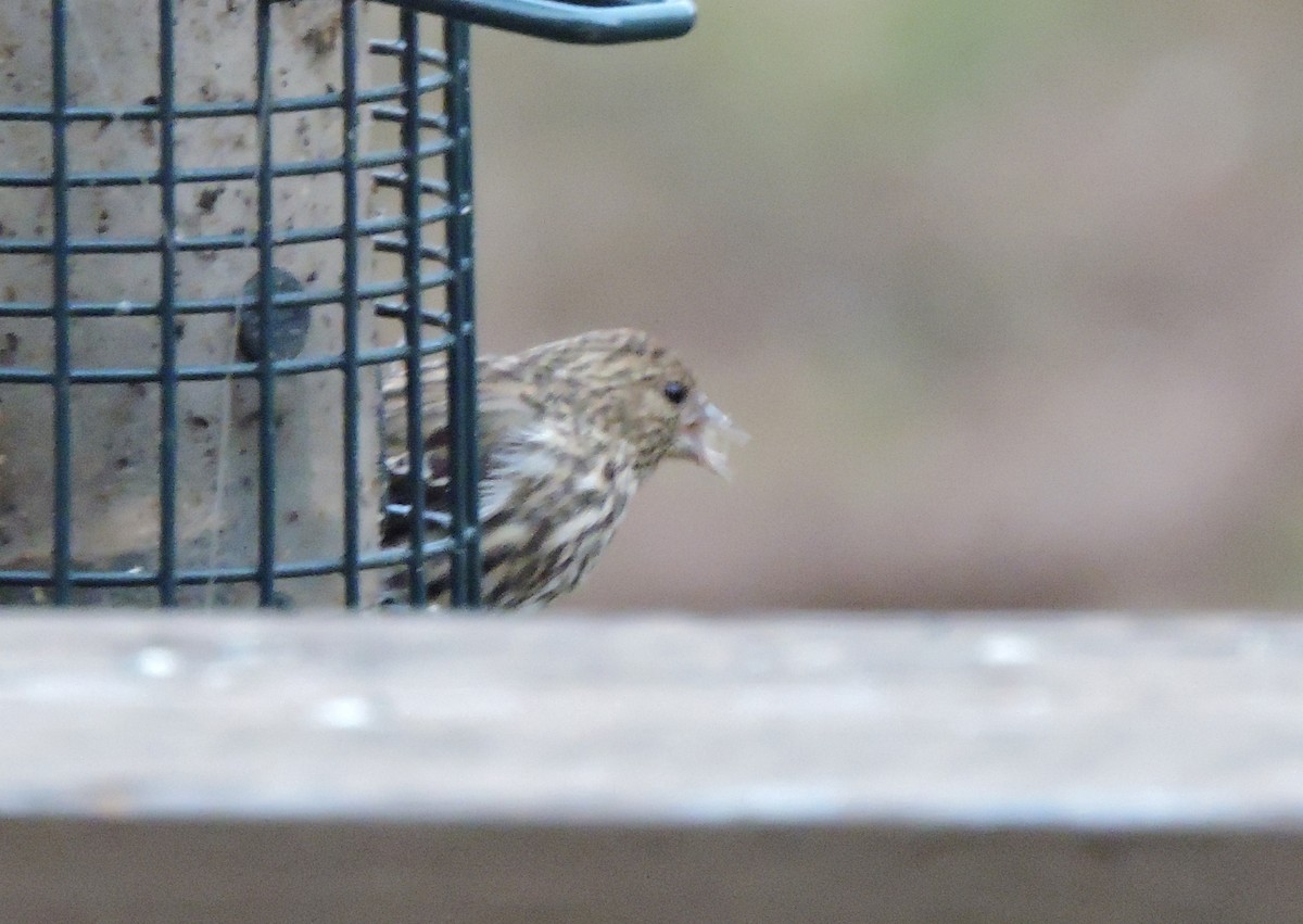 Pine Siskin - ML507731401