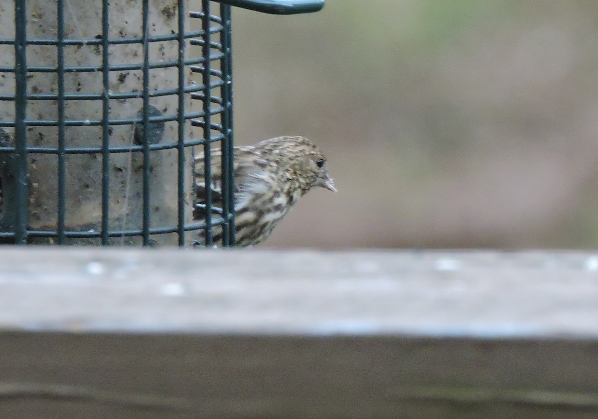 Pine Siskin - ML507731411