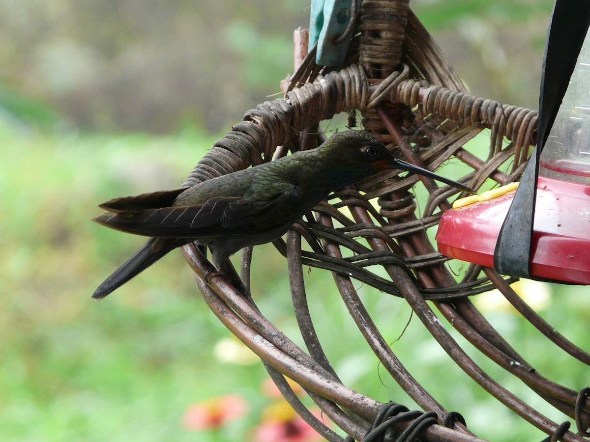 kolibřík irisový - ML50773151