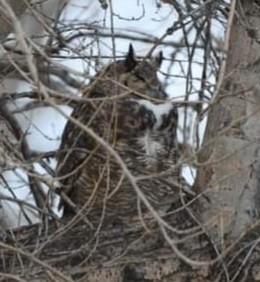 Great Horned Owl - ML507731931