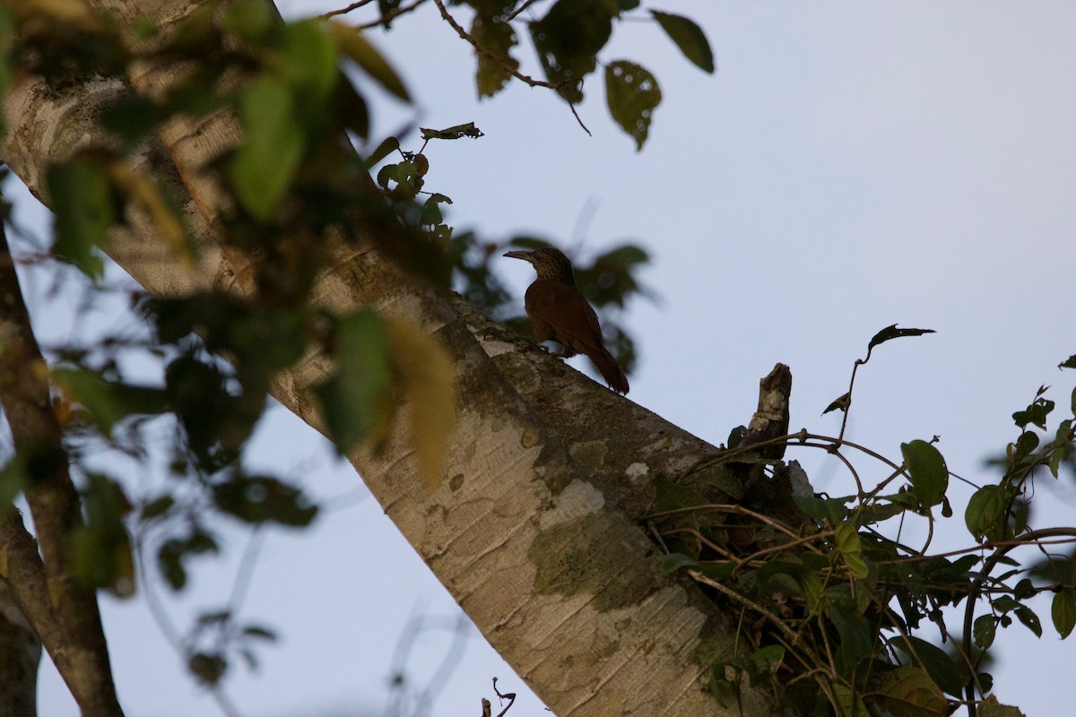 Strong-billed Woodcreeper - ML507732241