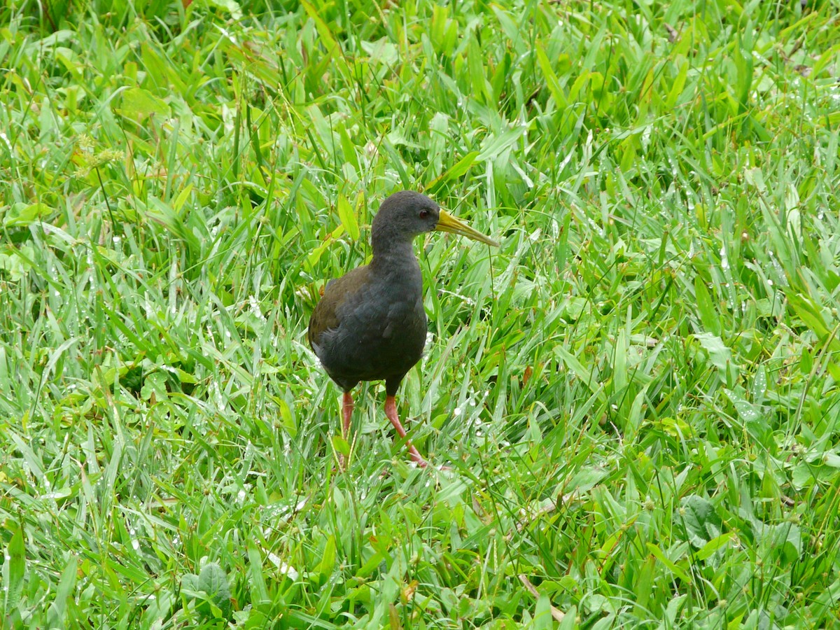 Blackish Rail - ML50773311