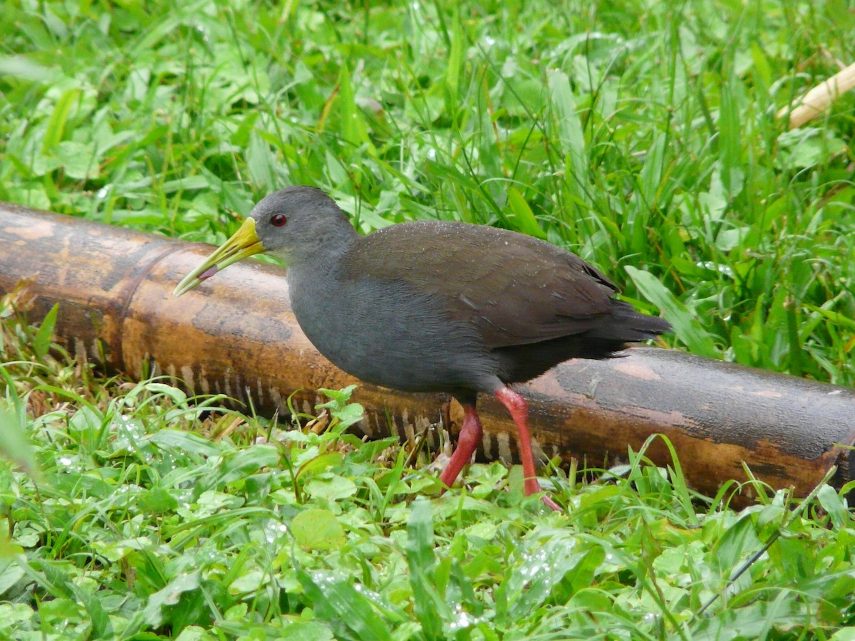 Blackish Rail - ML50773321