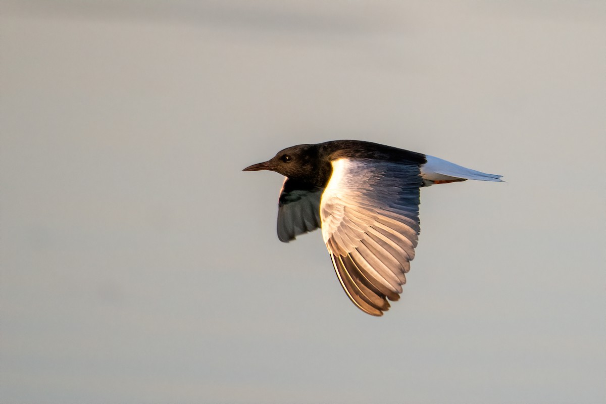 White-winged Tern - ML507733751