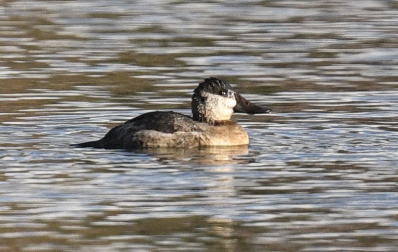 Ruddy Duck - ML507734351