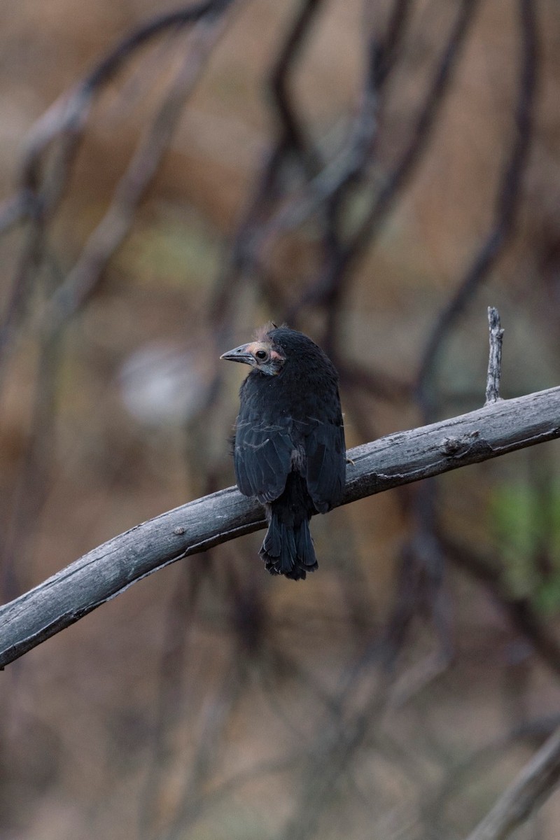 Austral Blackbird - María Jesús Montero