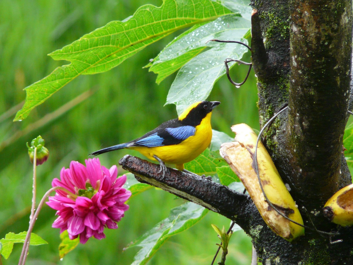 Blue-winged Mountain Tanager - Bill Crins