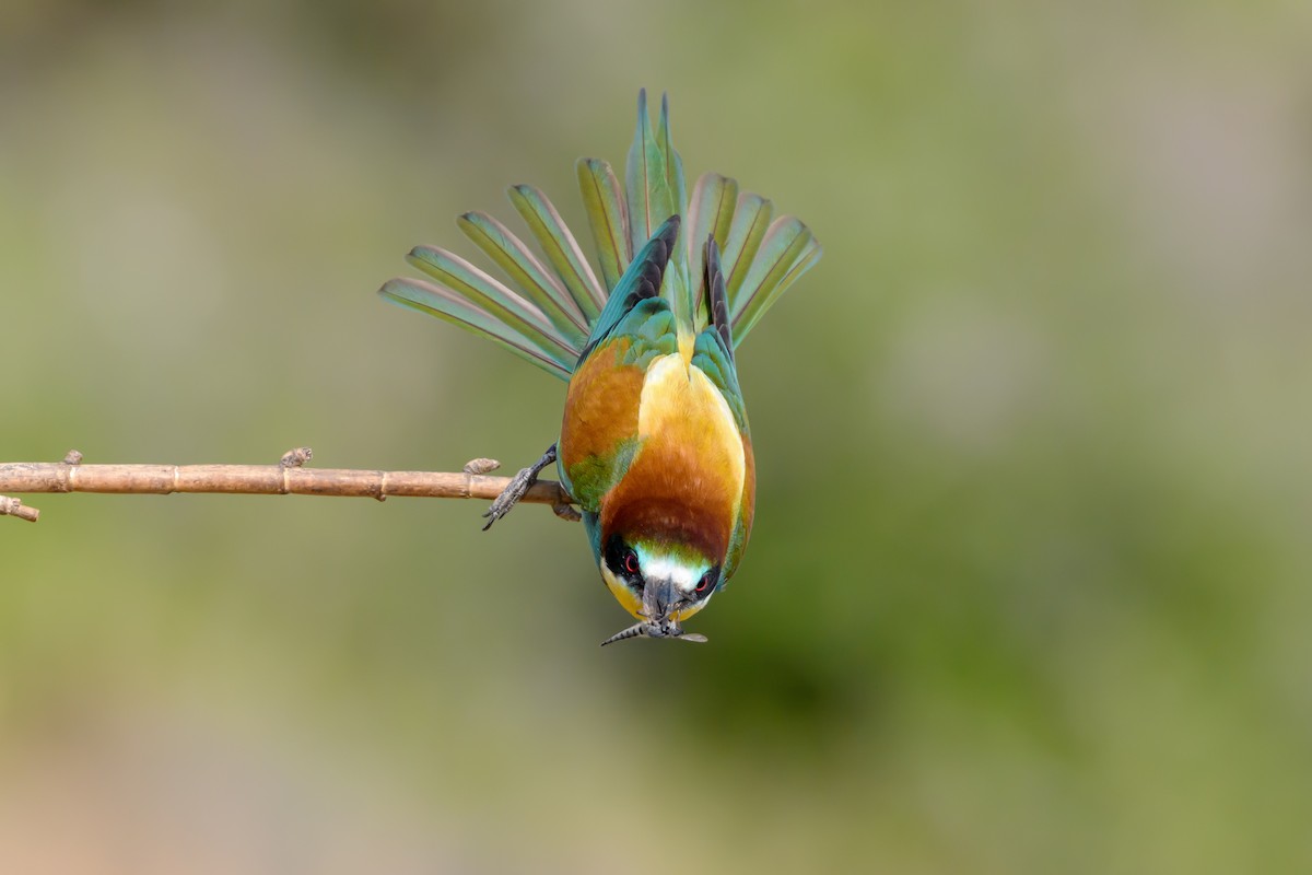 European Bee-eater - Eren Aksoylu