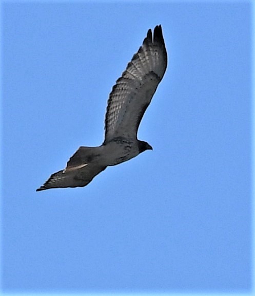 Red-tailed Hawk - ML507737431