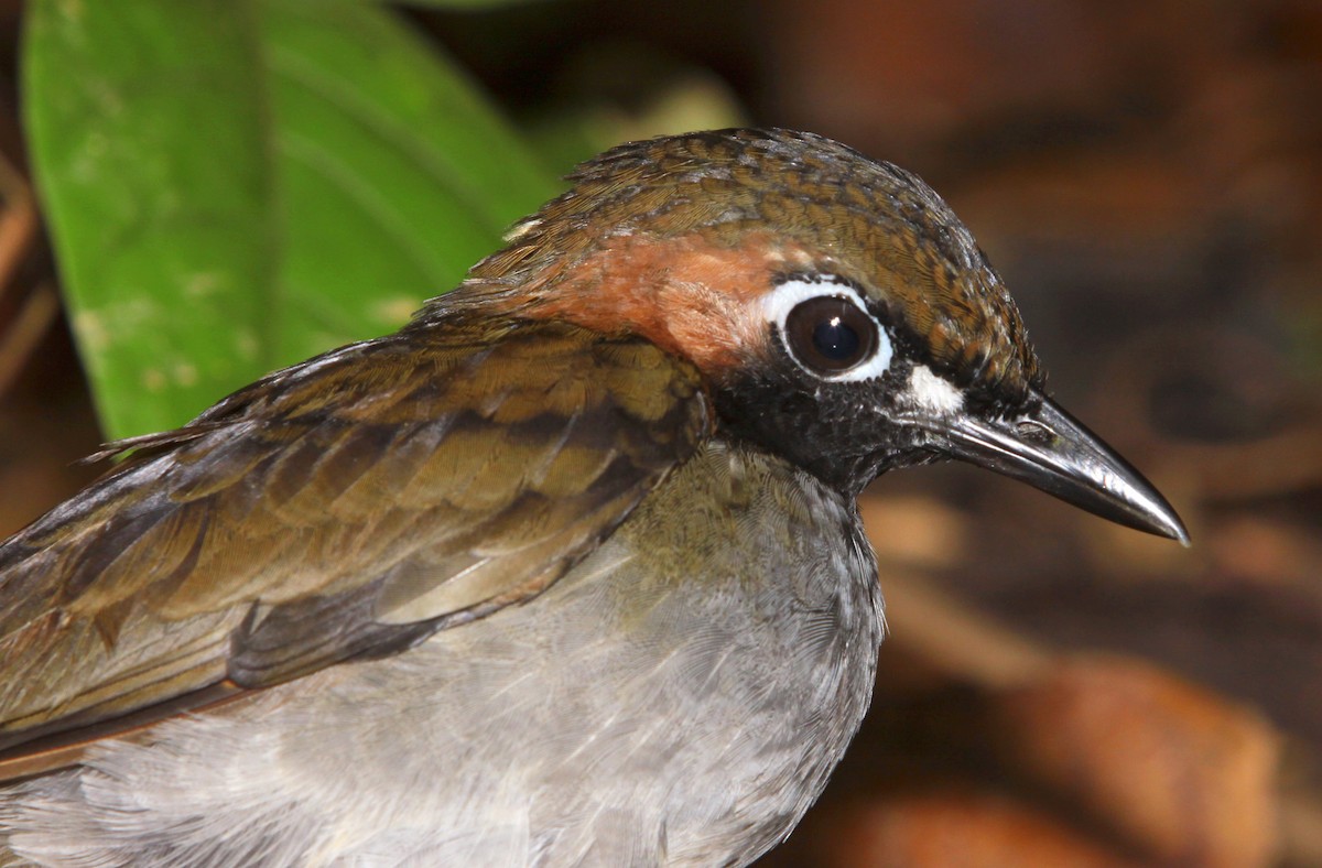 Black-faced Antthrush - ML507739241