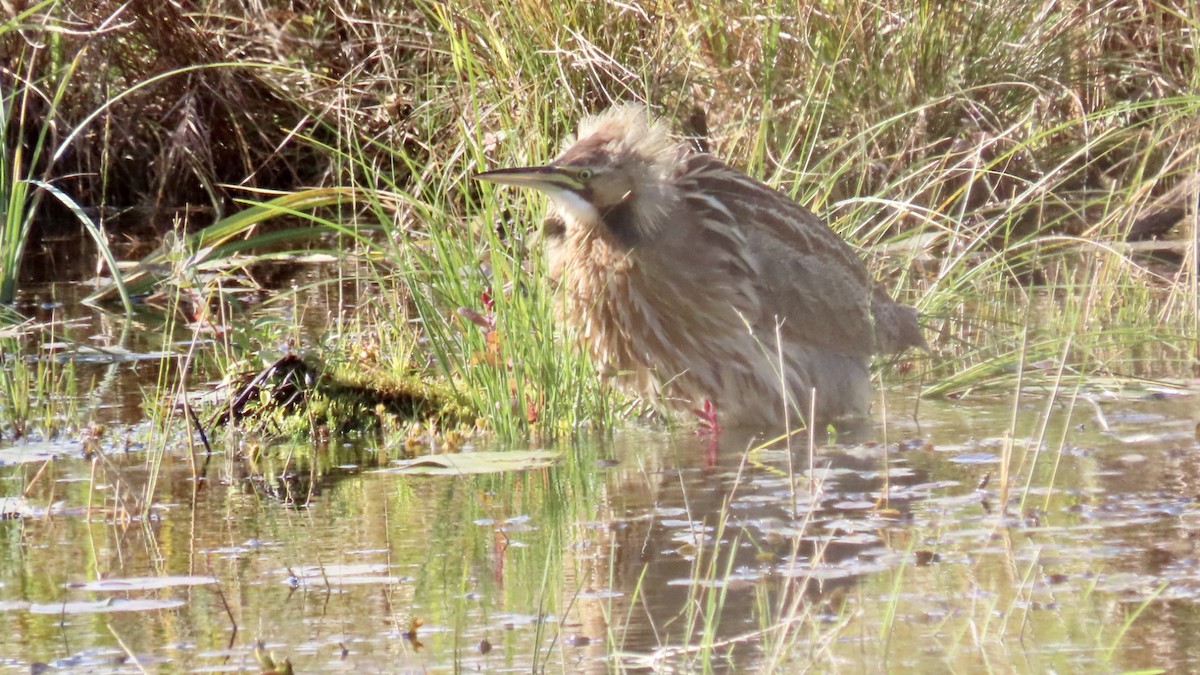 American Bittern - ML507742031