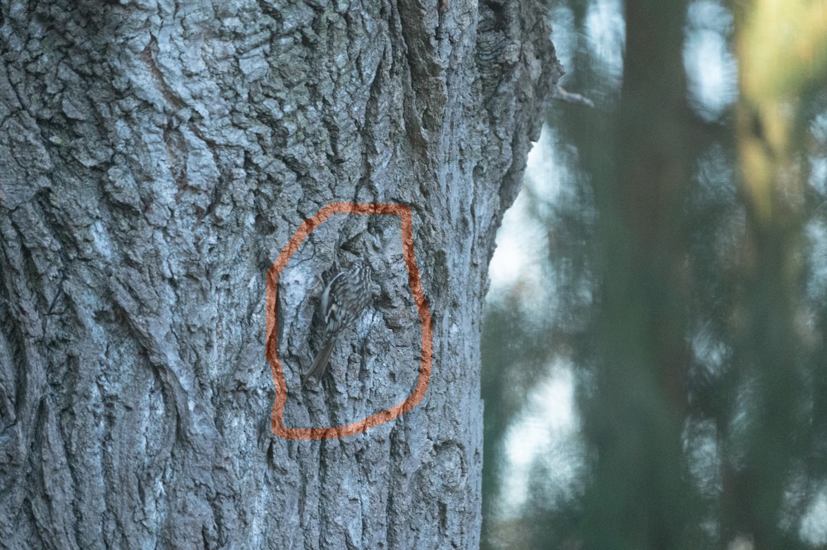 Brown Creeper - ML507743051