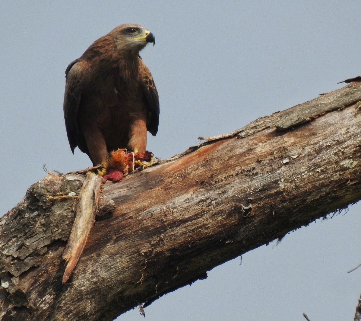 Black Kite - ML507745891