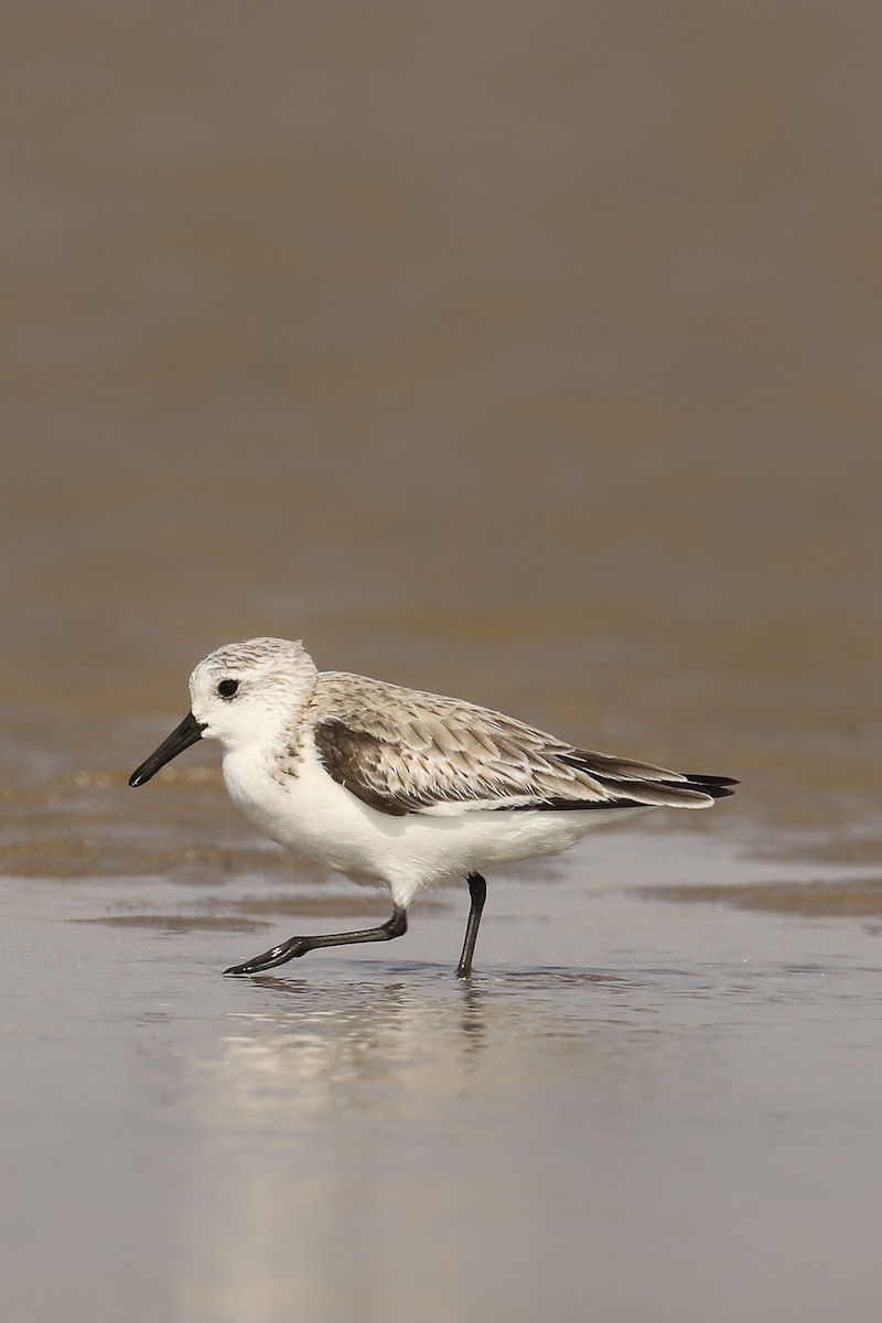 Bécasseau sanderling - ML507746011