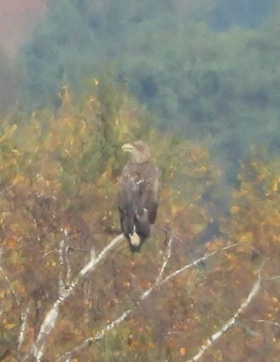 White-tailed Eagle - ML507746261