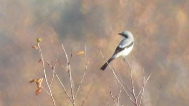 Great Gray Shrike - ML507746891