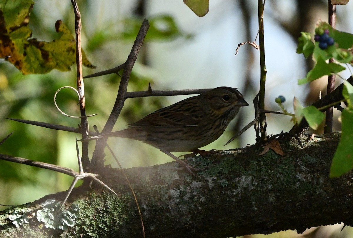 Lincoln's Sparrow - ML507747511