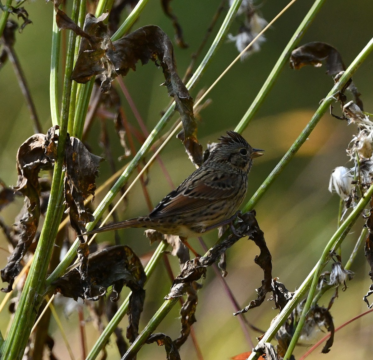 Lincoln's Sparrow - ML507747521