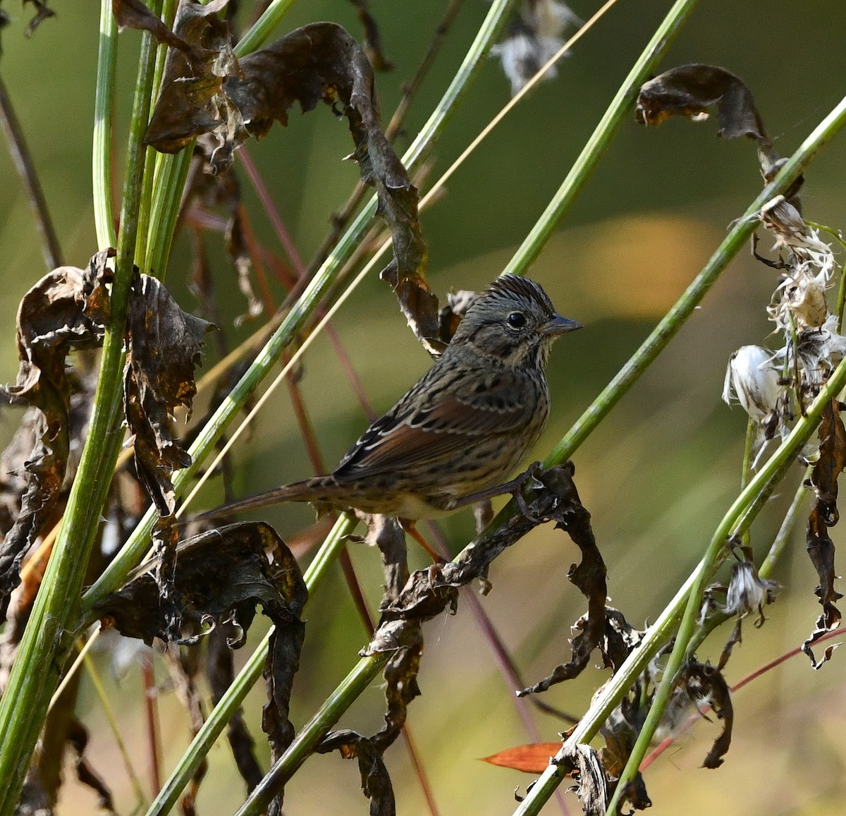 Lincoln's Sparrow - ML507747531