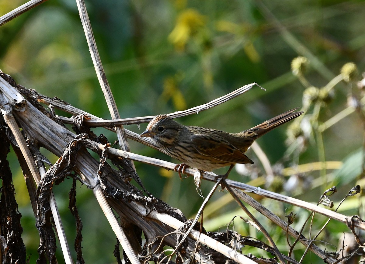 Lincoln's Sparrow - ML507747541