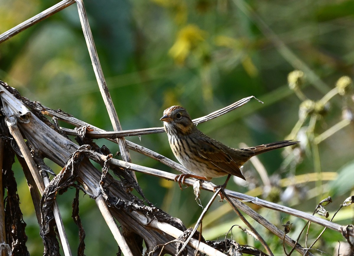 Lincoln's Sparrow - ML507747551