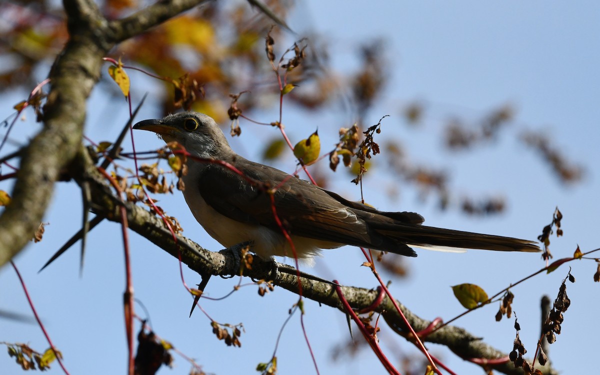 Yellow-billed Cuckoo - ML507747641