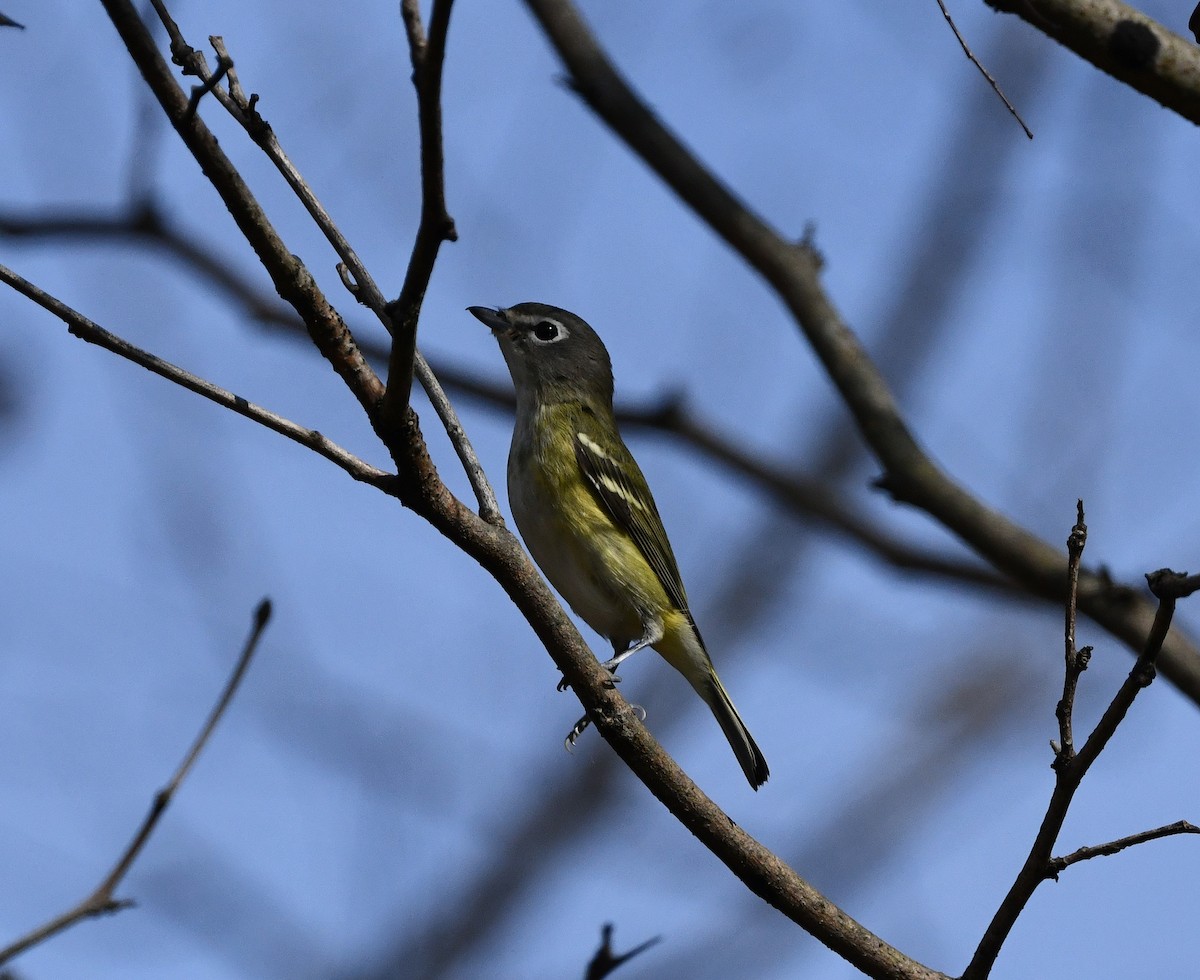 Blue-headed Vireo - ML507747701
