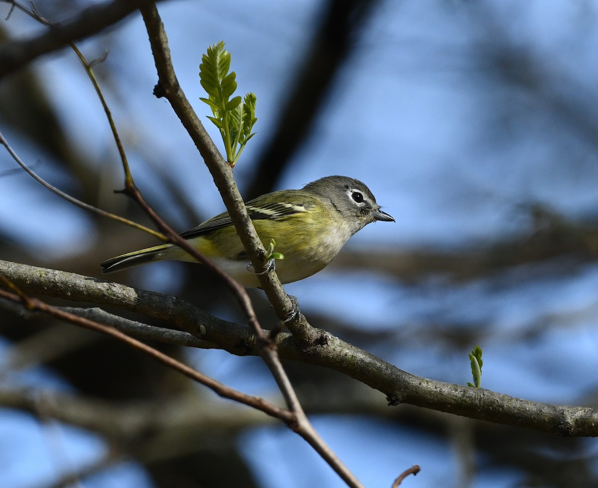 Blue-headed Vireo - ML507747711