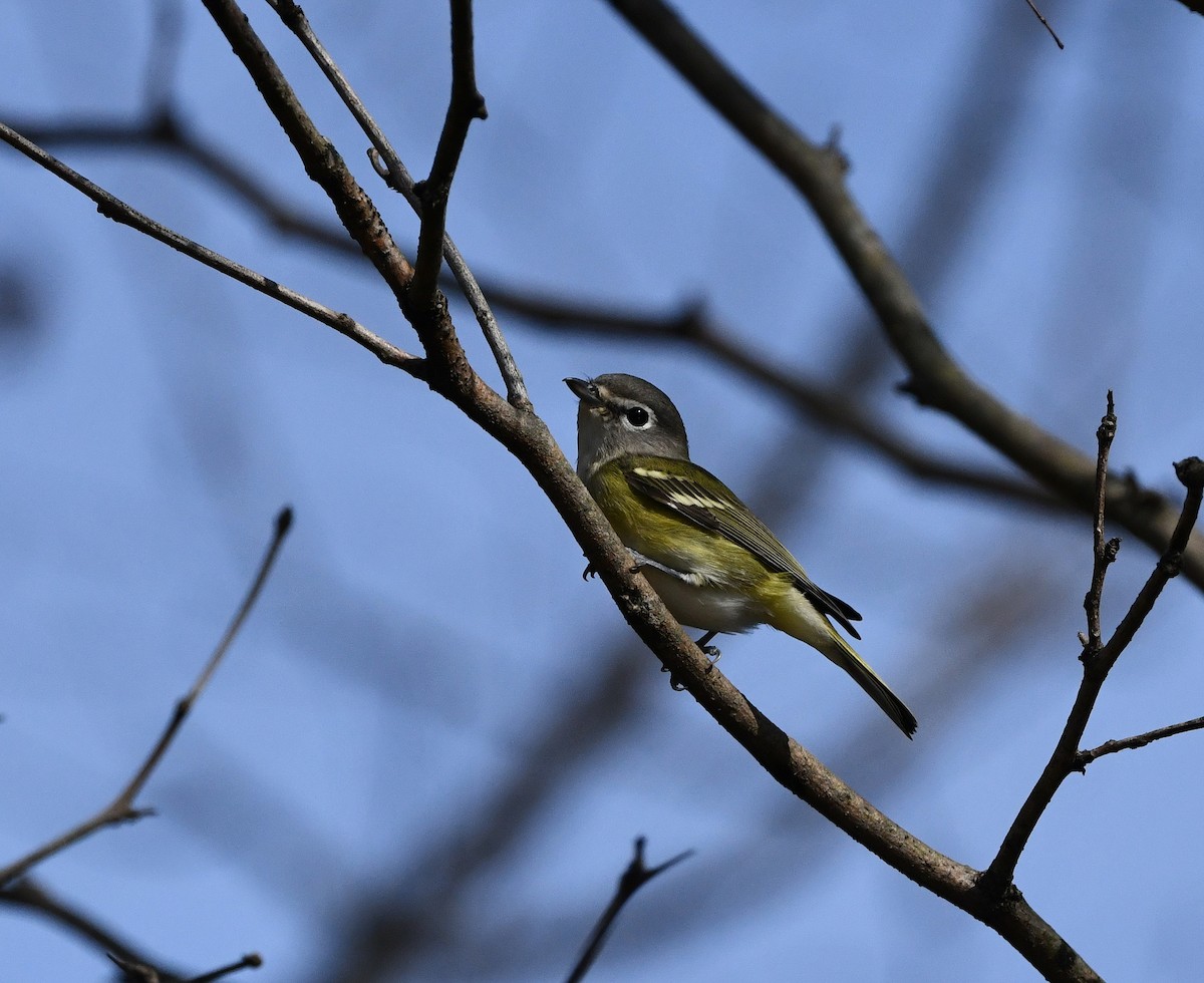 Blue-headed Vireo - ML507747721