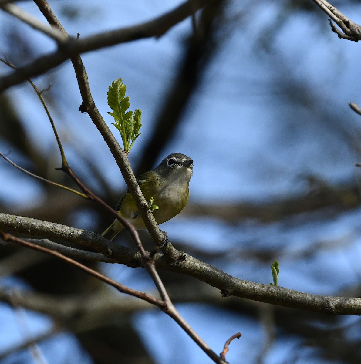 Blue-headed Vireo - ML507747731