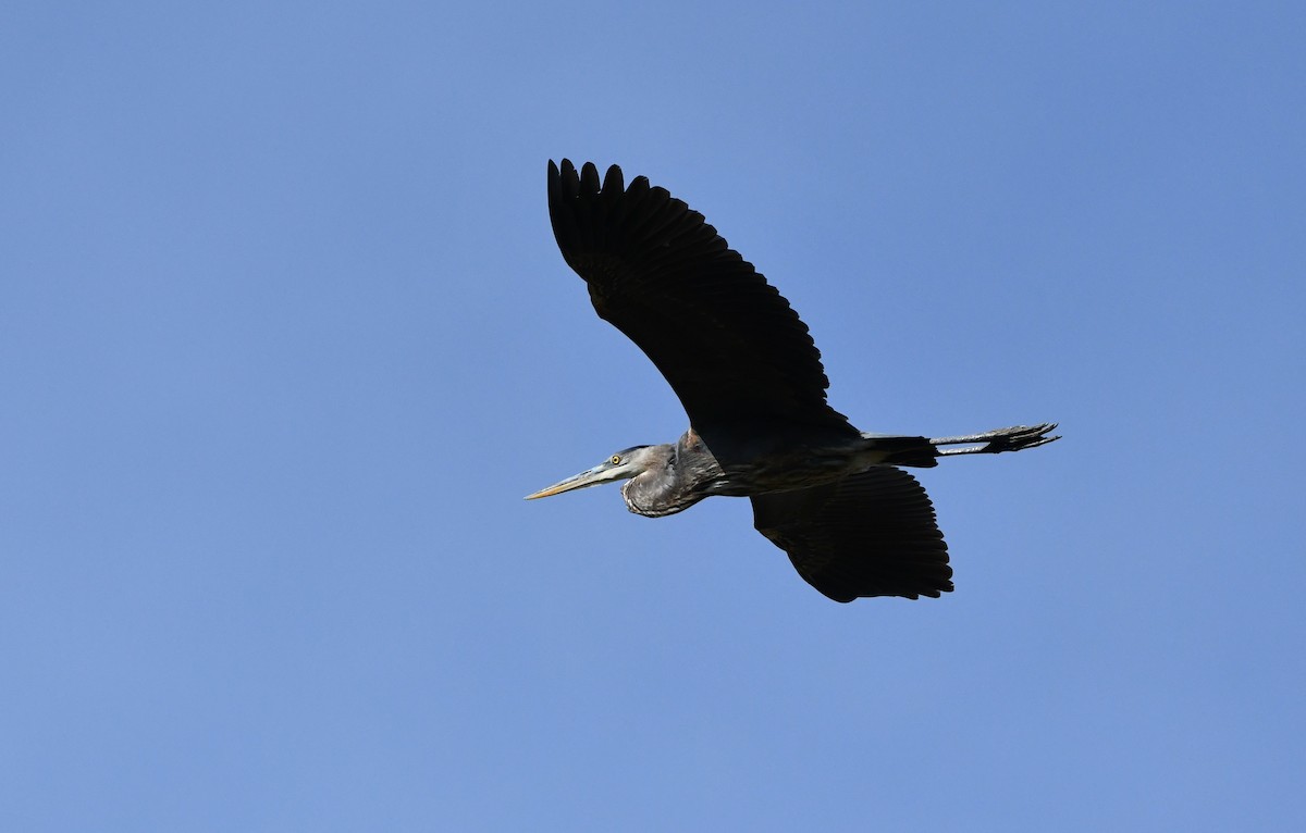 Great Blue Heron - ML507747761