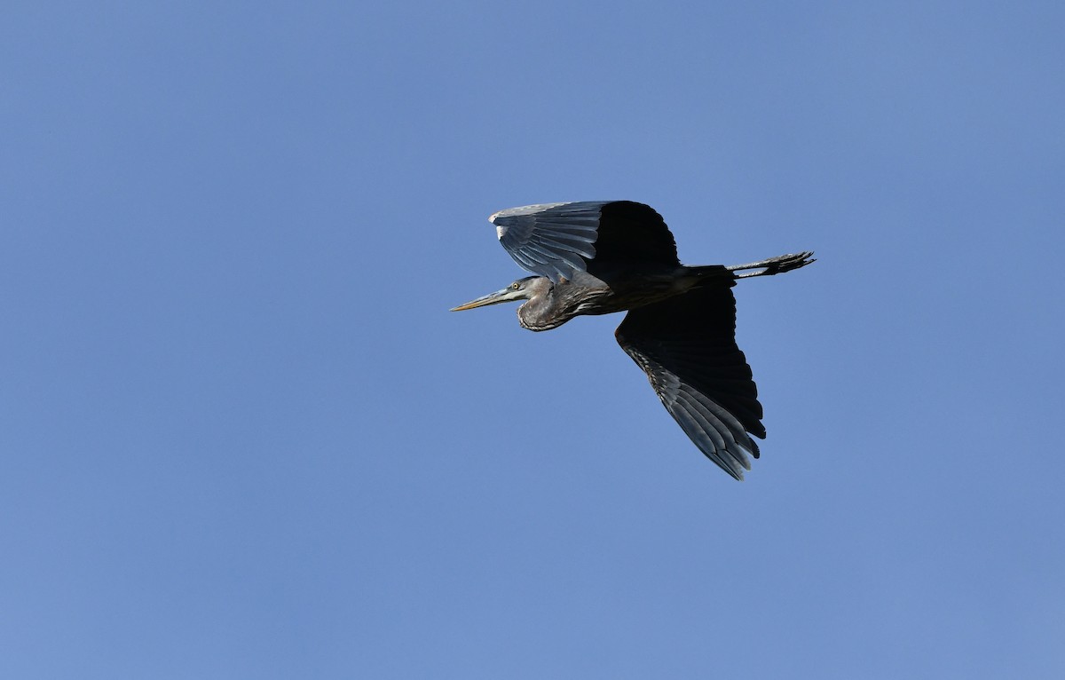 Great Blue Heron - ML507747771