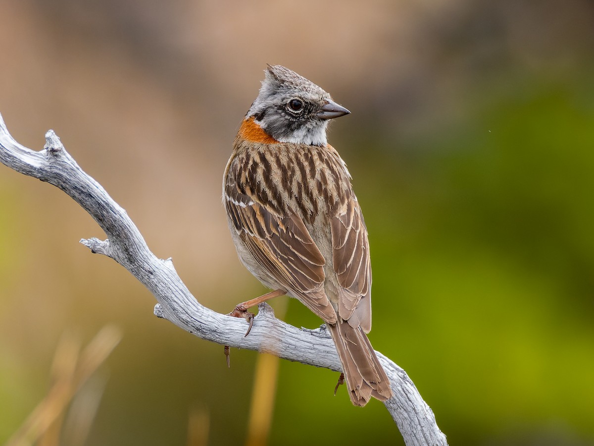 Rufous-collared Sparrow - ML507747811