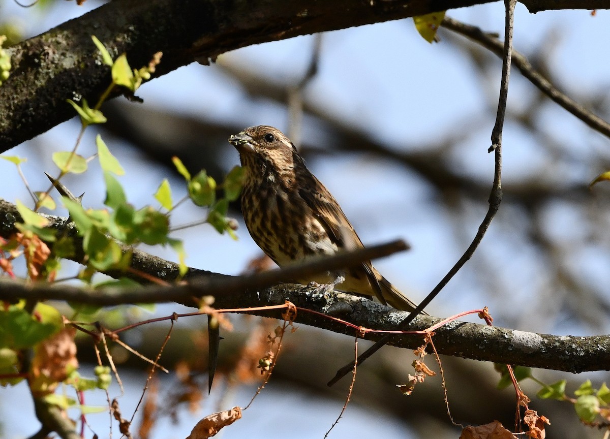 Purple Finch - ML507747861