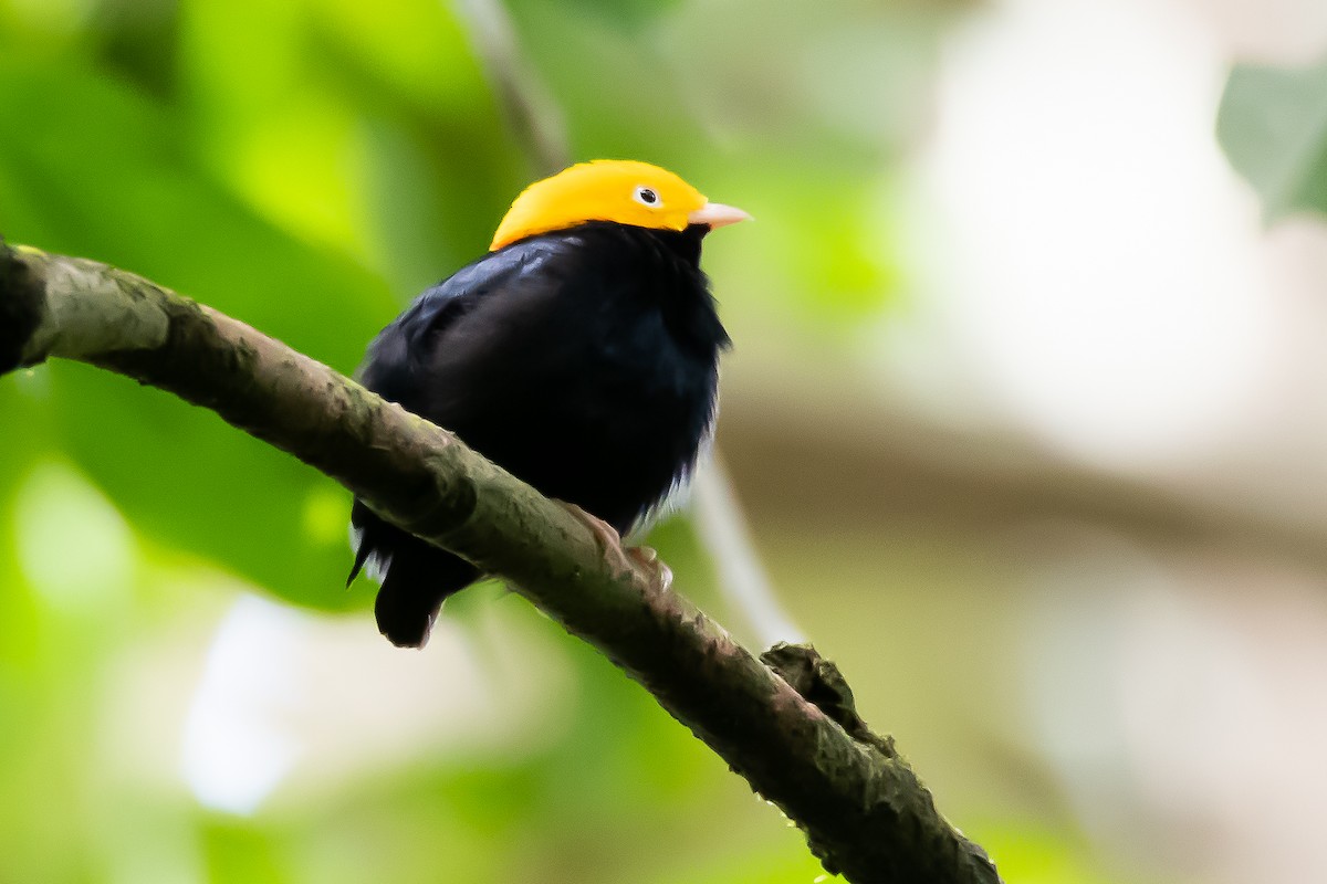 Golden-headed Manakin - ML507747981